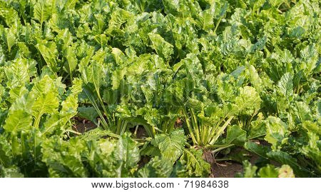 Organically Grown Sugar Beet Plants From Close