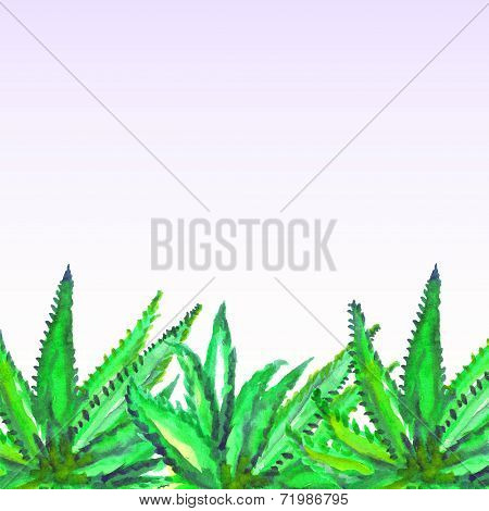 Illustration of watercolor painted aloe plants.