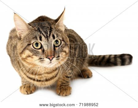 Grey cat isolated on white