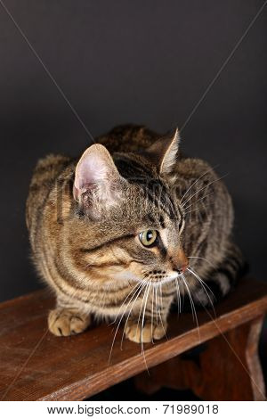 Grey cat on wooden stool on dark background