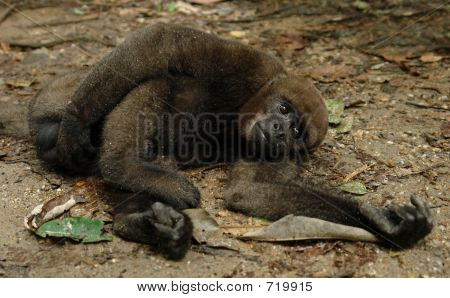 아마존 열 대 우림 원숭이