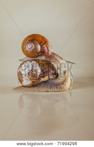 snail, Bright, shell, sticky