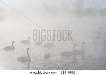 Swan Lake Fog Winter Birds