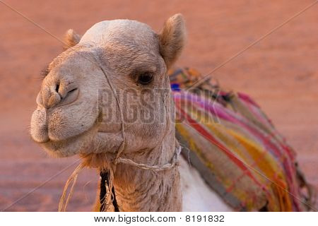 Camel