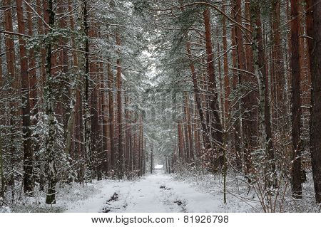 Forest in winter.