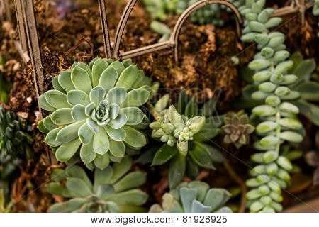 Small Plants