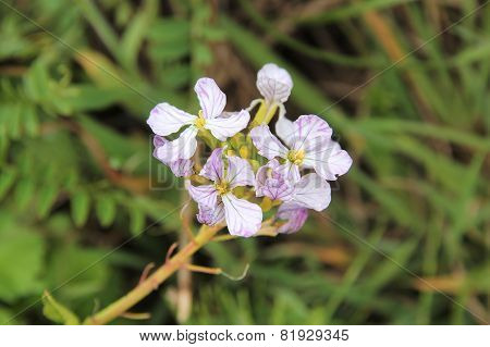 California Wild Radish