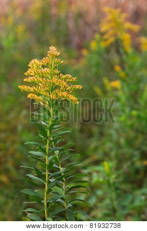 Golden Rod