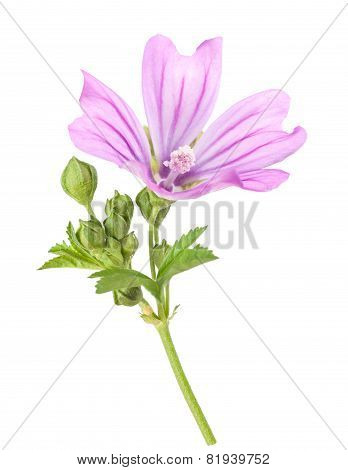 Mallow