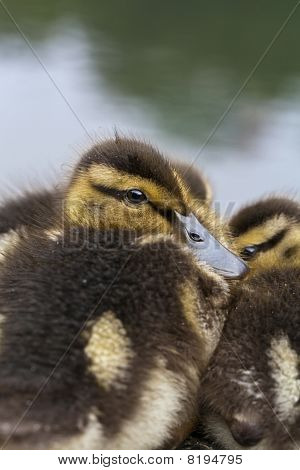 Anatre germano reale bambino rannicchiato sulle rocce In Central Park