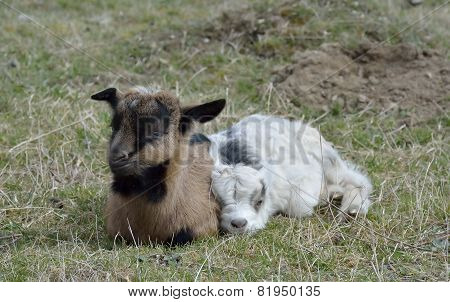Two Cute Goatlings Outdoors