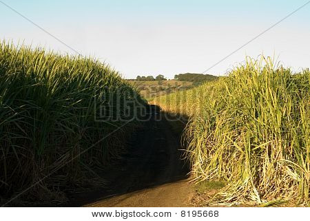 Farm trzciny cukrowej