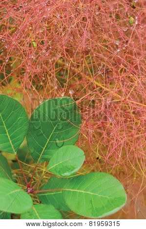 Smoketree Rhus Cotinus Coggygria Pink Blooming, Royal Purple Smoke Bush Flowering Macro Closeup