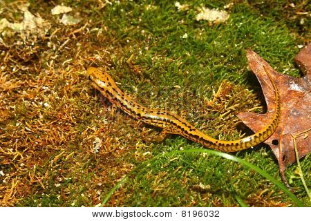 Langhalede Salamander (Eurycea longicauda)