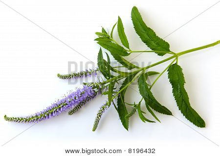 Physostegia Wildflower