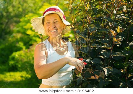 Woman Cutting  Ninebark