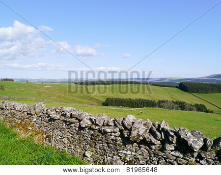 Green Fields