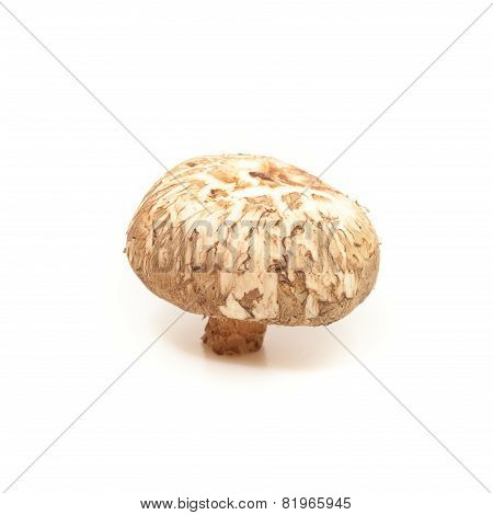 Shiitake Mushroom On The White Background