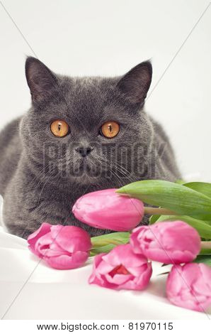 Brittish Cat On White Silk, With Pink And Violet Tulips
