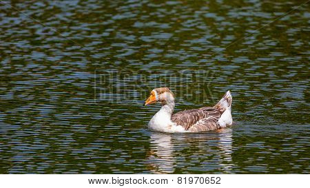 goose