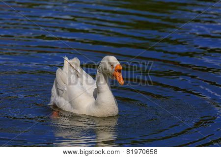 goose