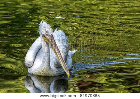 Pelican
