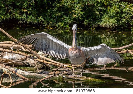 Pelican
