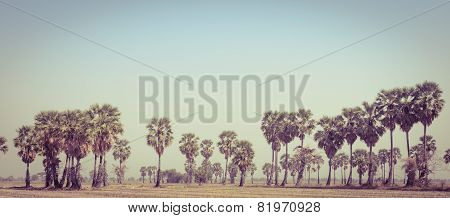 Sugar Palms On Field In Vintage Style Color