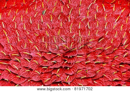 Background With Red Flamingo Lily Flowers, Calla Lily