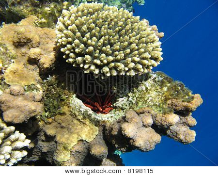 Corallina tropicale