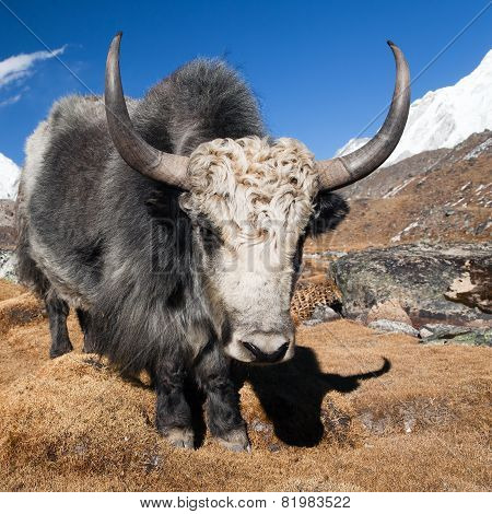 Yak On The Way To Everest Base Camp And Mount Pumo Ri