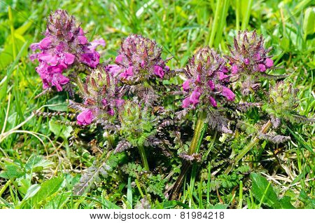 Alpine Flowers: Whorled Lousewort (pedicularis Verticillata)