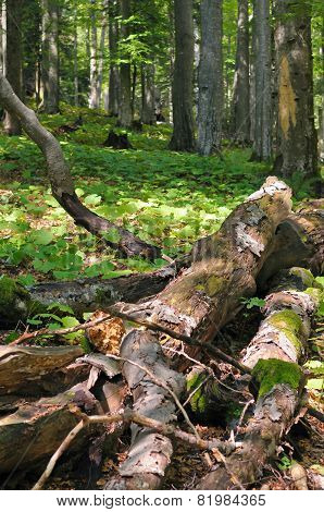 Coarse woody debris