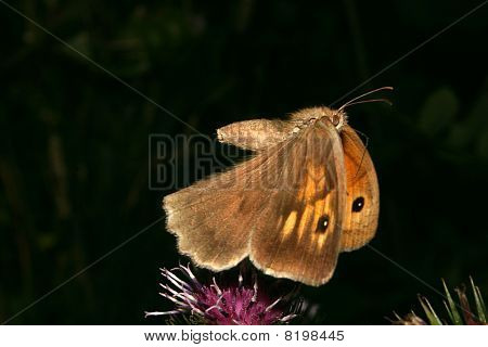 สุขภาพขนาดเล็ก (coenonympha Pamphilus)