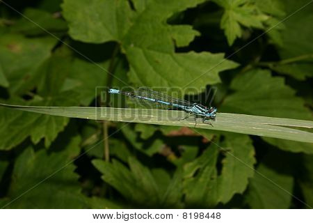 Azure Damselfly (coenagrion Puella)