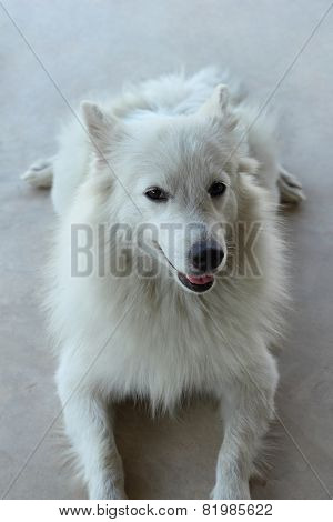 Dog