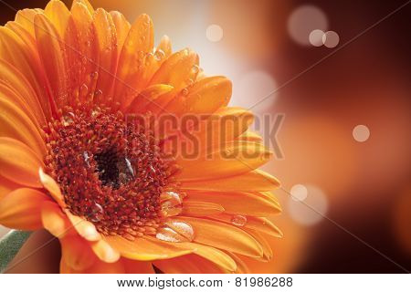 gerbera on a beautiful background