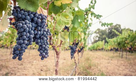 Pinor Noir grapes, vineyard scene