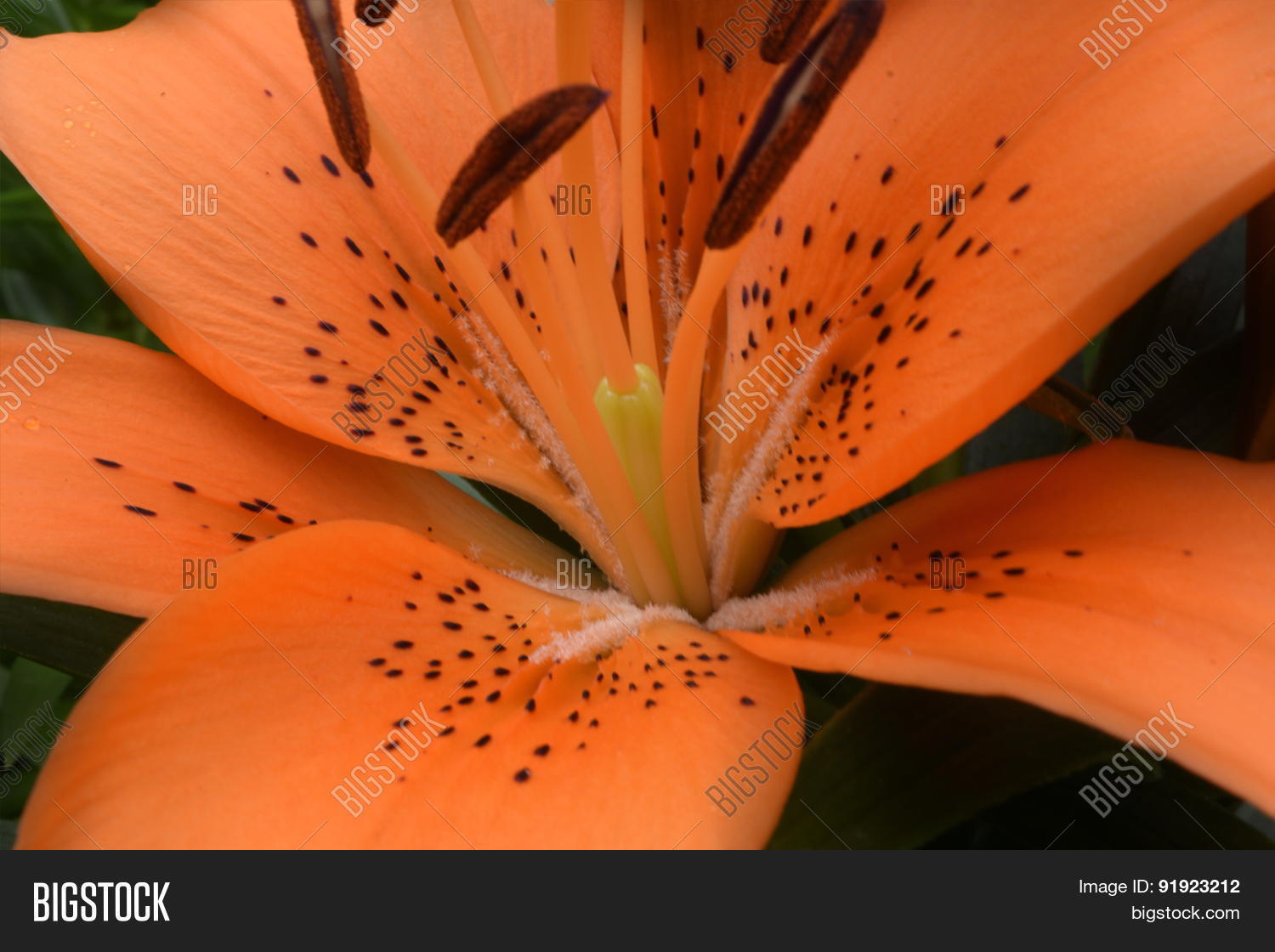 Image Preview