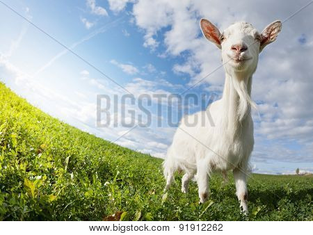 Goat on the green summer meadow