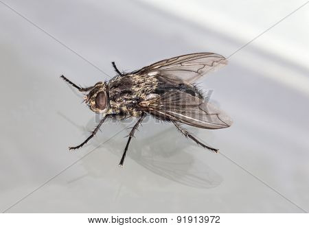 Fly