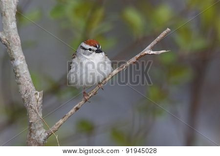 Chipping Sparrow Perched On A Branch