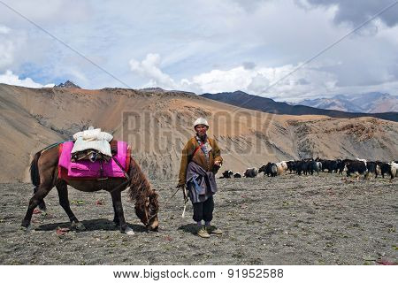 Herd of yaks in the Nepal Himalaya