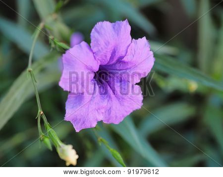 Purple petals plant species distribution Natural background