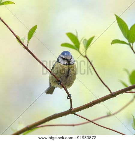 Bluetit In Spring Day