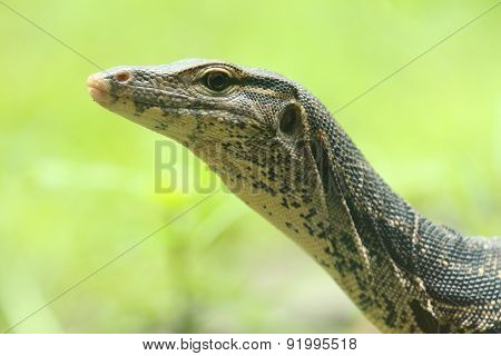 Water Monitor