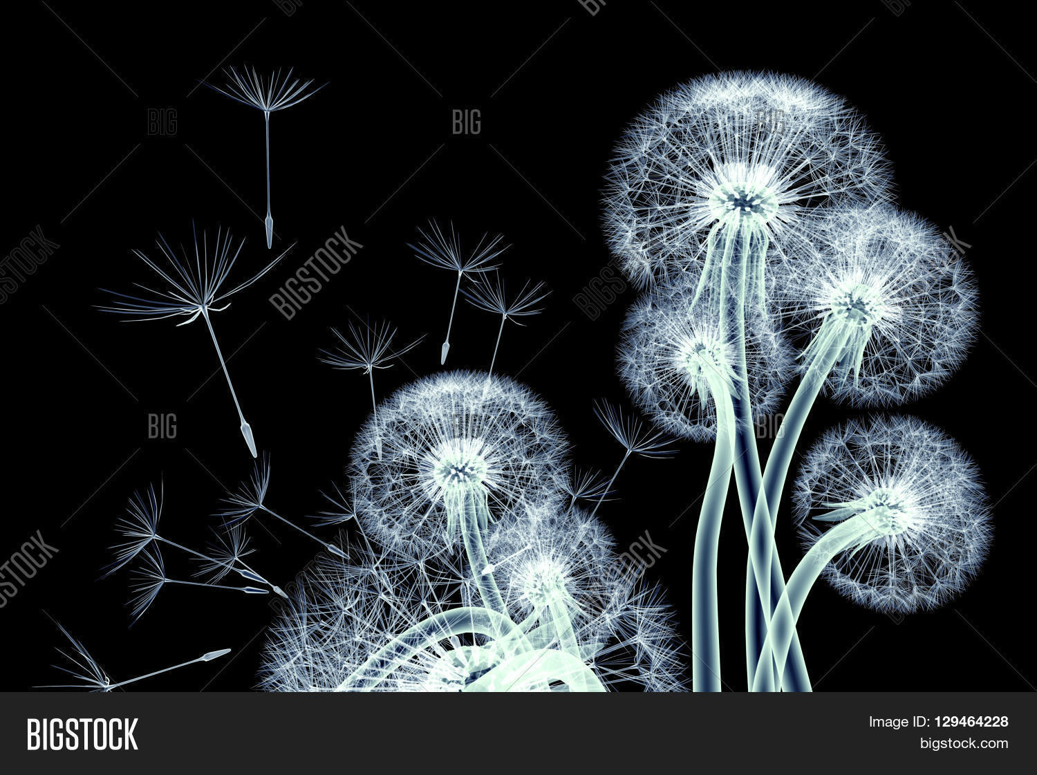 Xray Image Flower Image & Photo (Free Trial) Bigstock