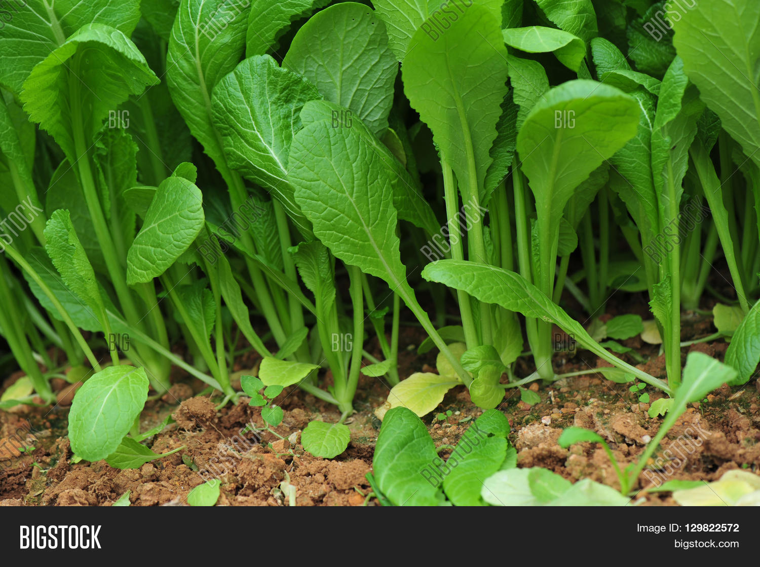 Green Leaf Mustard Image & Photo (Free Trial) Bigstock