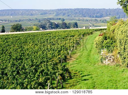 Vineyard in Burgundy near Beaune France Europe
