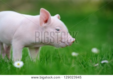 Young funny pig on a spring green grass